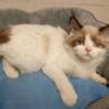 Kitten Rehoming 12 Weeks in Pontiac, Michigan [~24 miles from Detroit ...