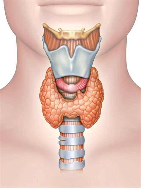 The Thyroid Gland - Location - Blood Supply - TeachMeAnatomy