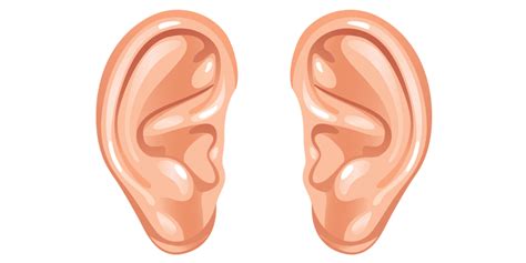 Ear Anatomy and Human Hearing Features HD PNG | PNG All