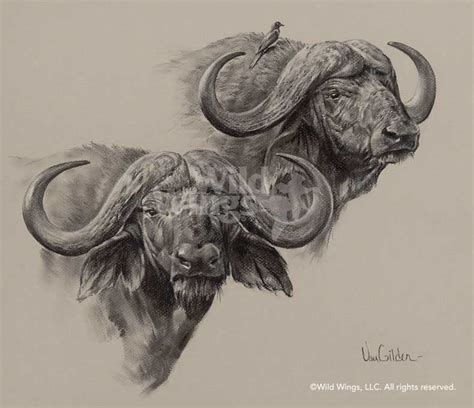 Cape Buffalo Drawing at GetDrawings | Free download