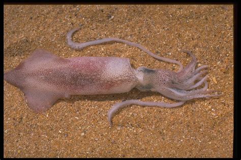 Squid : Squid Supreme Lobster - saharamuzik