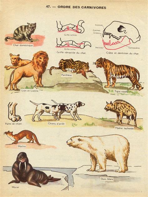 planche des carnivores | Zoologie, Animaux, Animaux insectes