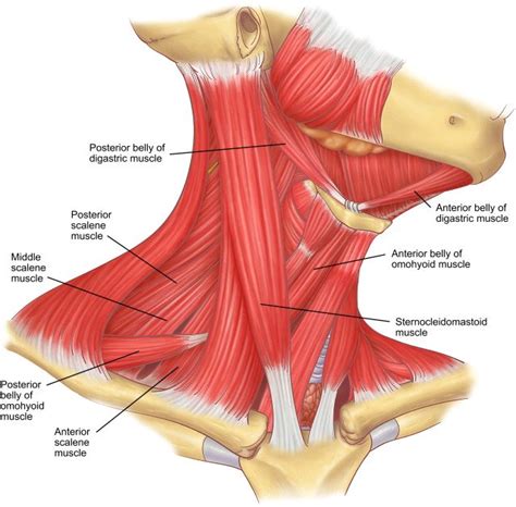 Names Of Muscles In Neck And Shoulders Human Neck Anatomy And | Images and Photos finder