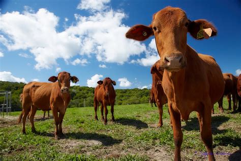 Kur-Cow Farm - Atherton Tablelands