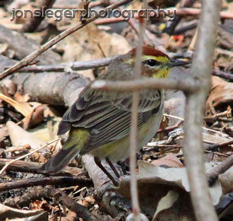 Northern Illinois Birder: Nrth IL Warbler Fall Migration: Palm Warbler