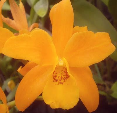 Plants are the Strangest People: Pretty picture: Laeliocattleya Gold Digger 'Buttercup'
