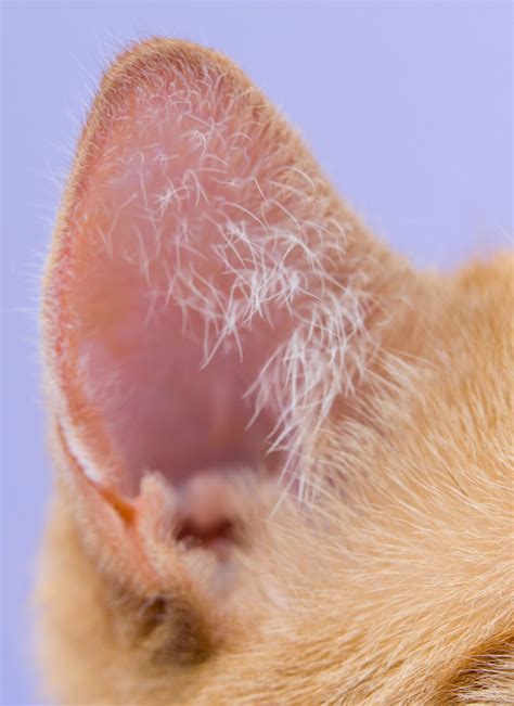 How to Check for Ear Mites in Cats - Happy Cat Love