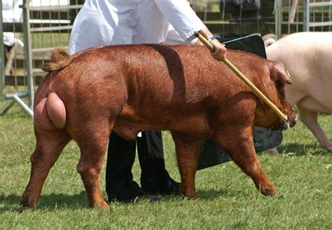 Duroc Pig Characteristics