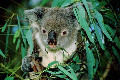 Australia, Queensland, Rockhampton. Captive koala (Phascolarctos cinereus) on eucalyptus tree ...