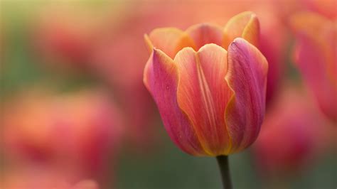 Ottawa Tulip – Bing Wallpaper Download