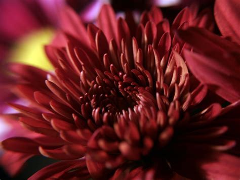 flower - maroon/deep red | DoctorWatson | Flickr