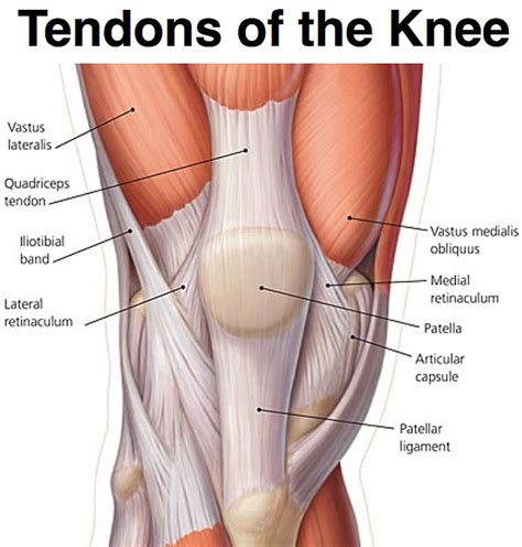 Tendons-of-the-knee - The Orthopedic & Sports Medicine Institute in ...