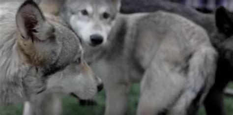 Enraged Animal Lovers Learn The Bone-Chilling Truth About This ...