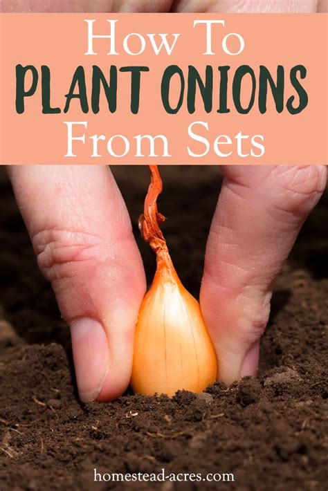 How To Grow Onions From Sets For A Easy Harvest - Homestead Acres