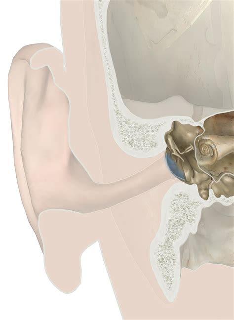 The Auditory Ossicles: Anatomy and 3D Illustrations