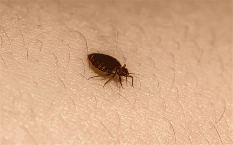 15 Bugs That Look Like Ticks ( Picture & Identification )