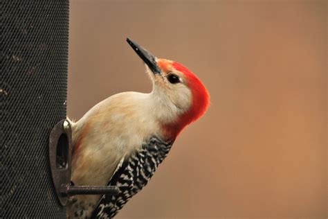 Red-bellied Woodpecker On Feeder Free Stock Photo - Public Domain Pictures