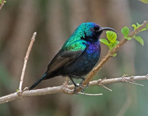 Winter Birding in Israel, Part 1: Neighborhood Birding | FatherSonBirding