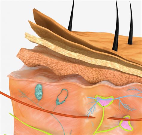 Dermis Papillary And Reticular Layer