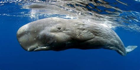 Sperm whale – Moby Dick whale | DinoAnimals.com