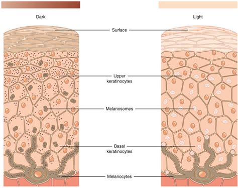 Structure and Function of Skin | Biology for Majors II