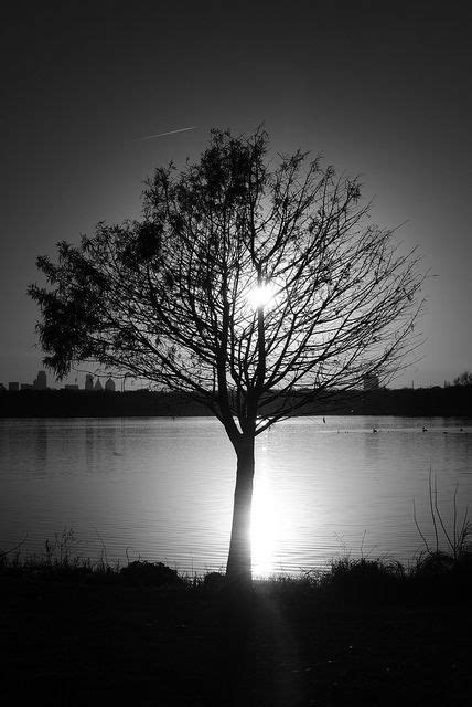 Untitled | Black and white tree, White photography, Tree photography