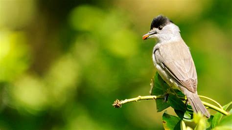 Blackcap (Sylvia atricapilla) - British Birds - Woodland Trust