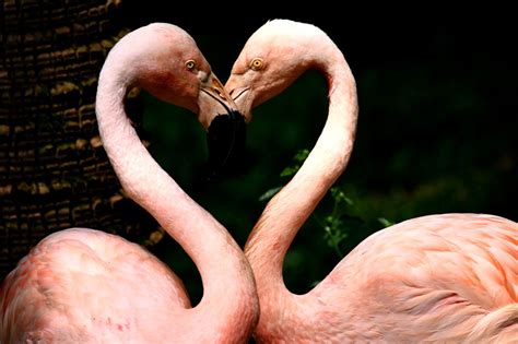 14 Pink Animals That Wow and Woo