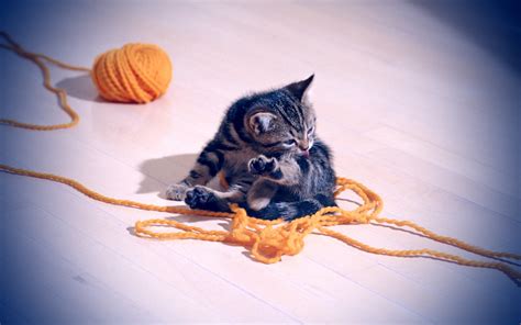 cats, Kittens, Yarn Wallpapers HD / Desktop and Mobile Backgrounds