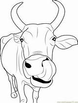 Longhorn Coloring Page At GetDrawings  Free Download sketch template