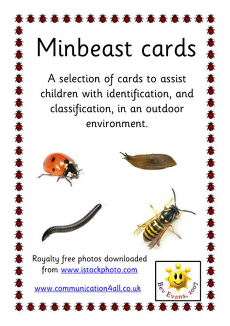 Minibeast Identification Cards | Teaching Resources