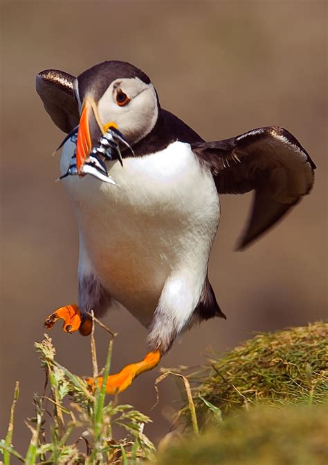 Pin by Rita Prenen on Puffins | Pet birds, Puffins bird, Sea birds