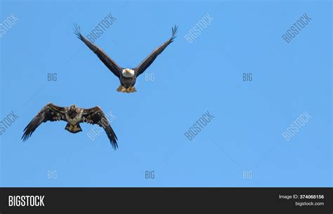 Eagle Hawk Fighting Image & Photo (Free Trial) | Bigstock