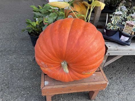 Big Max pumpkin ???? ???? Discover how to grow giant, impressive pumpkins!