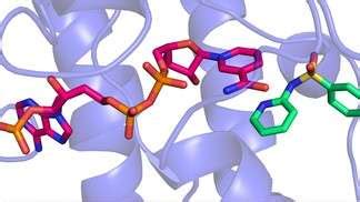 Antibiotics: A new understanding of sulfonamide nervous system side effects