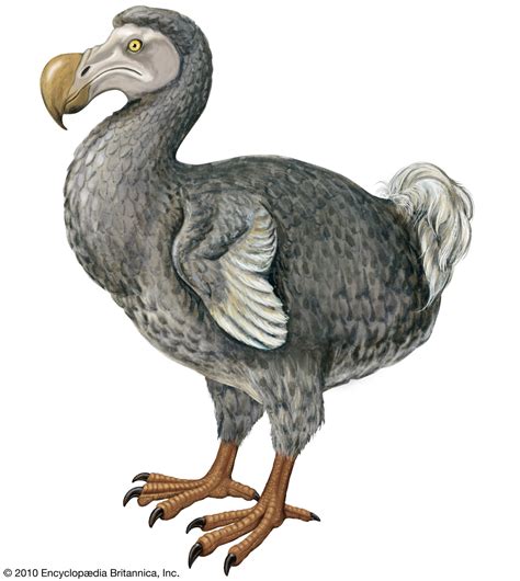 Popinga: Patti e il dodo