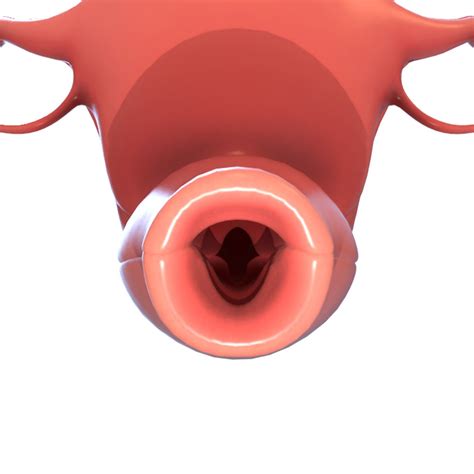 Female Reproductive System 3D model | CGTrader