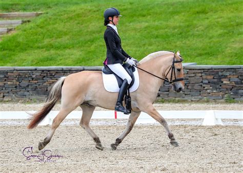 Five Sport Pony Breeds You Might See in the Dressage Ring | YourDressage.org