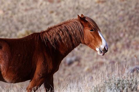 Wild Mustangs of Nevada - Dream Source Studio | Photography by J.P.