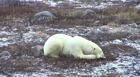 Polar Bear Q&A of the Day: Why do polar bears sleep so much? | Explore