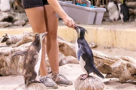 Two Oceans Aquarium | Get to know the rockhopper penguins