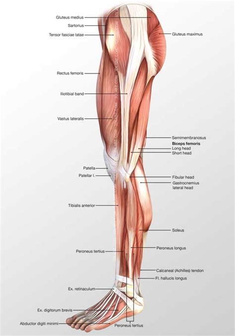 Leg Lateral Muscles 3D Illustration