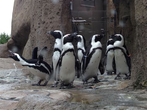 several penguins are standing together in front of some rocks