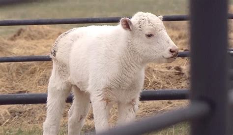 White Wolf : Rare White Bison: A white baby bison bringing hope to Siksika Nation