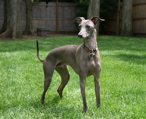 File:Italian Greyhound standing gray.jpg