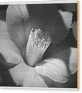 Sunlit Camellia - Black and White Nature Photograph by Carol Groenen - Fine Art America