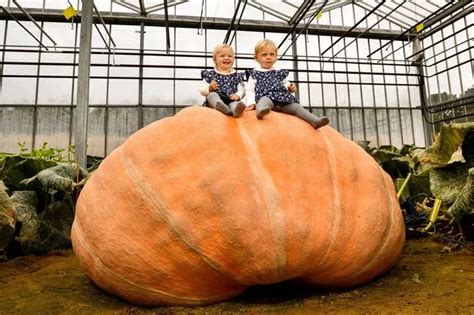 Lymington twins grow UK's biggest pumpkin that weighs as much as a Fiat ...