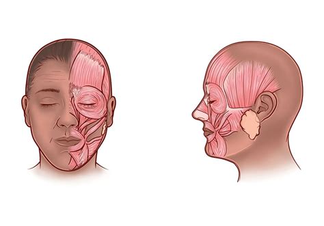 Facial And Neck Muscles – Telegraph