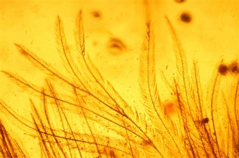 Wow! A feathered dinosaur tail preserved in amber | Fossils | Earth Touch News