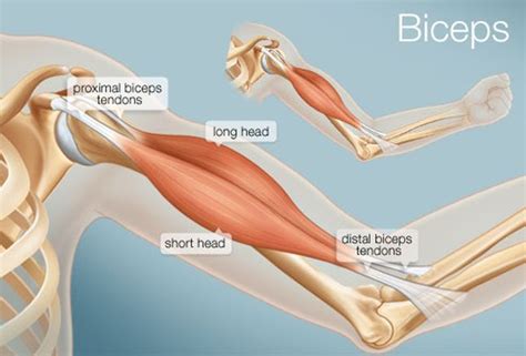 The Biceps (Human Anatomy): Function, Diagram, Conditions, & More ...